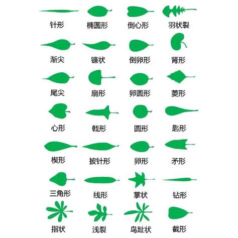 圓形樹葉|葉形:形態特徵,鱗形,條形,刺形,針形,錐形,披針形,匙形,卵形,長圓形,。